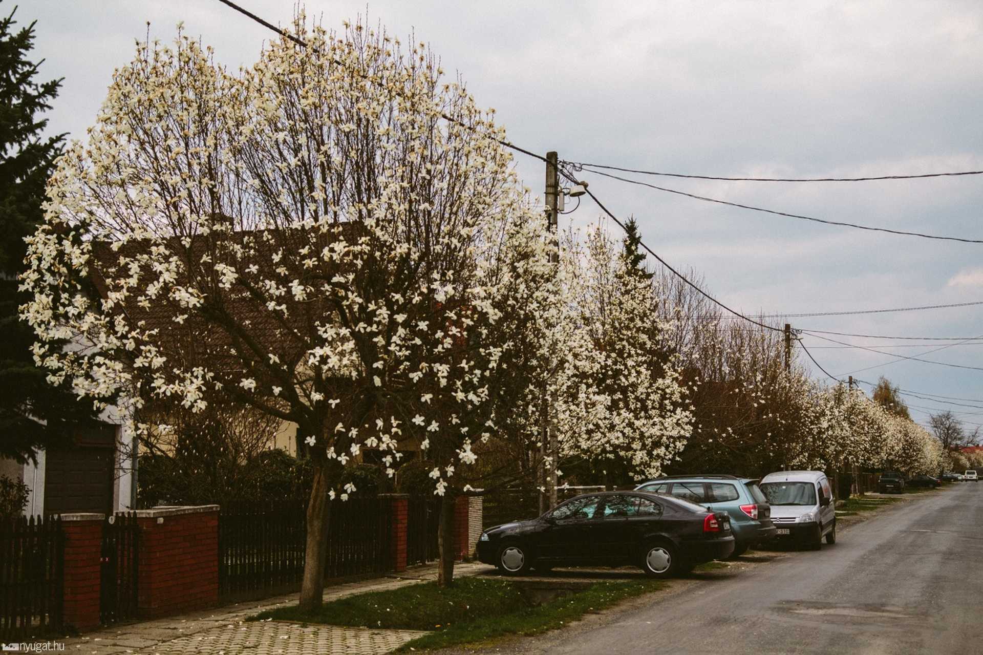 Tulipánfa - Szabó Imre utca