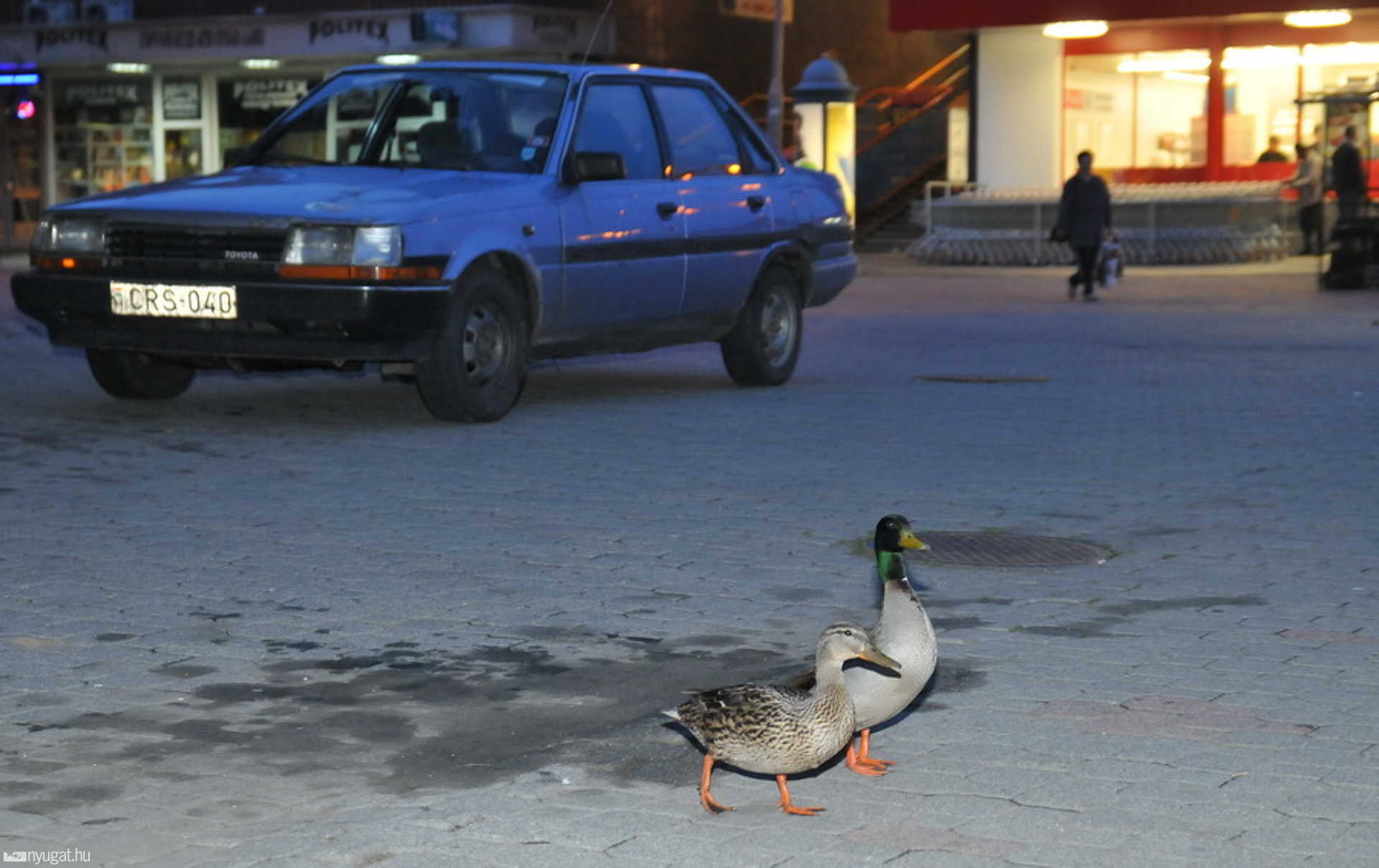 Szelíd vadkacsák Szombathely belvárosában