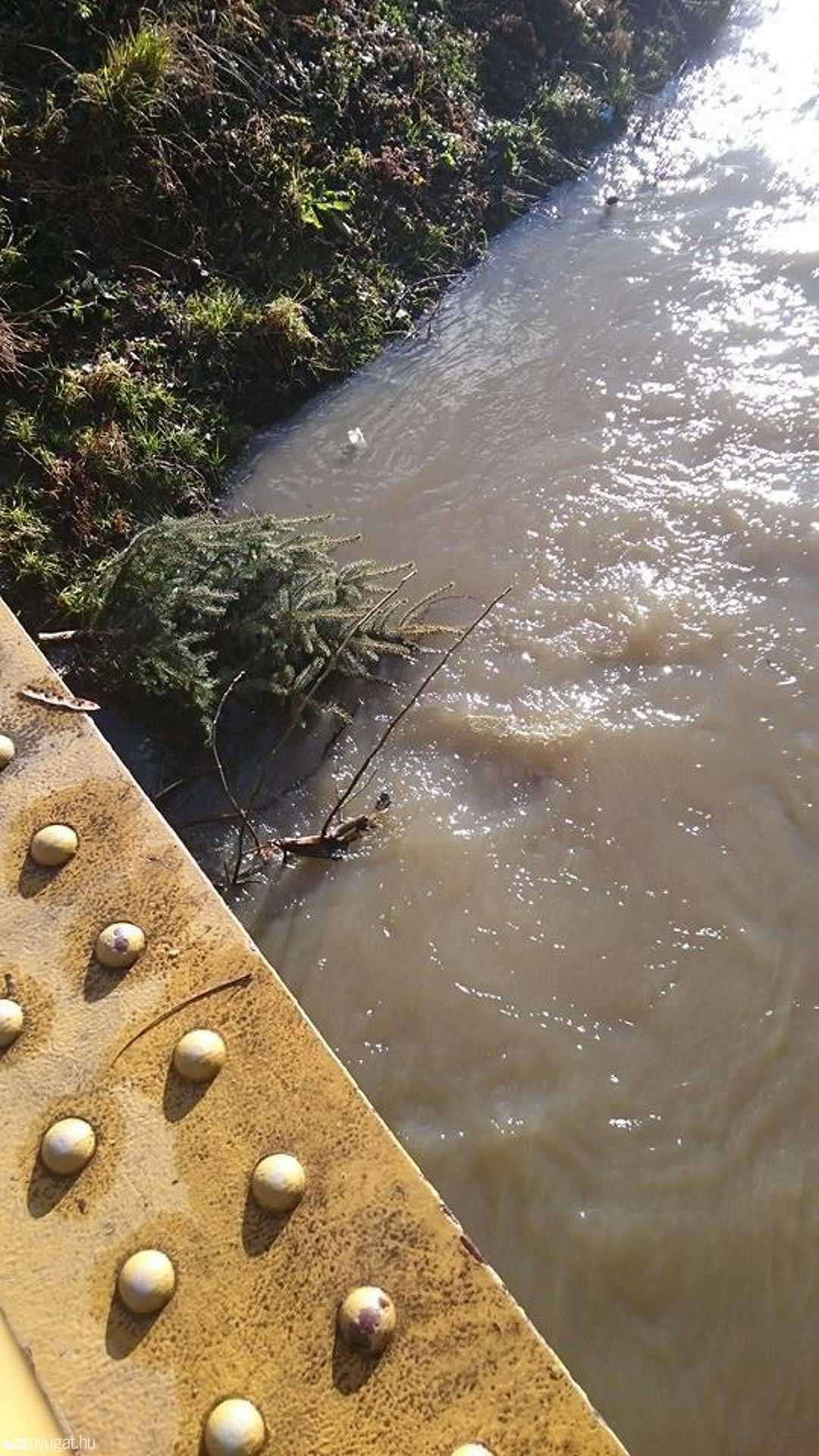 Fenyőfákat dobtak a patakba