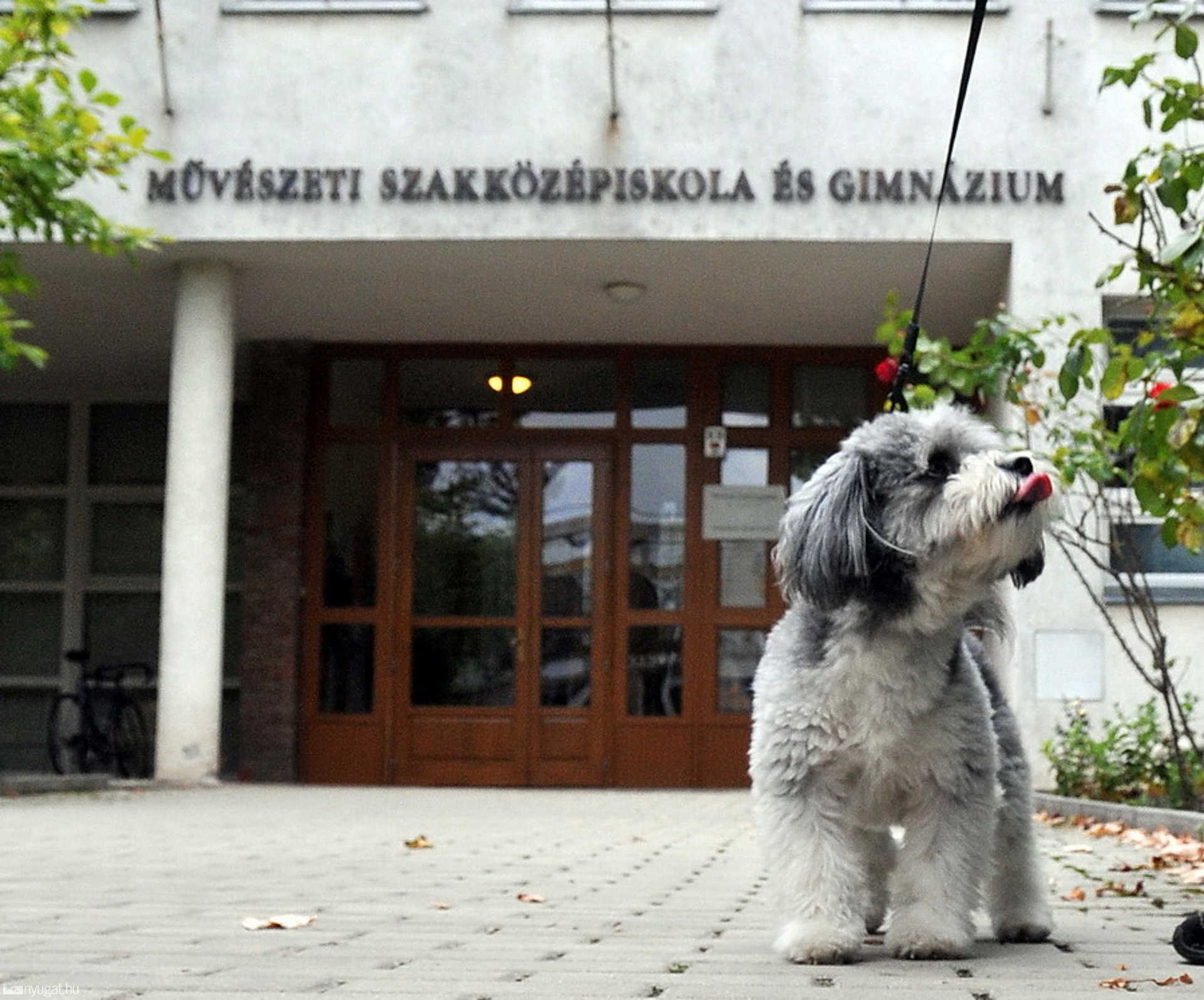 Gazdájára váró eb az egyik szavazókör előtt