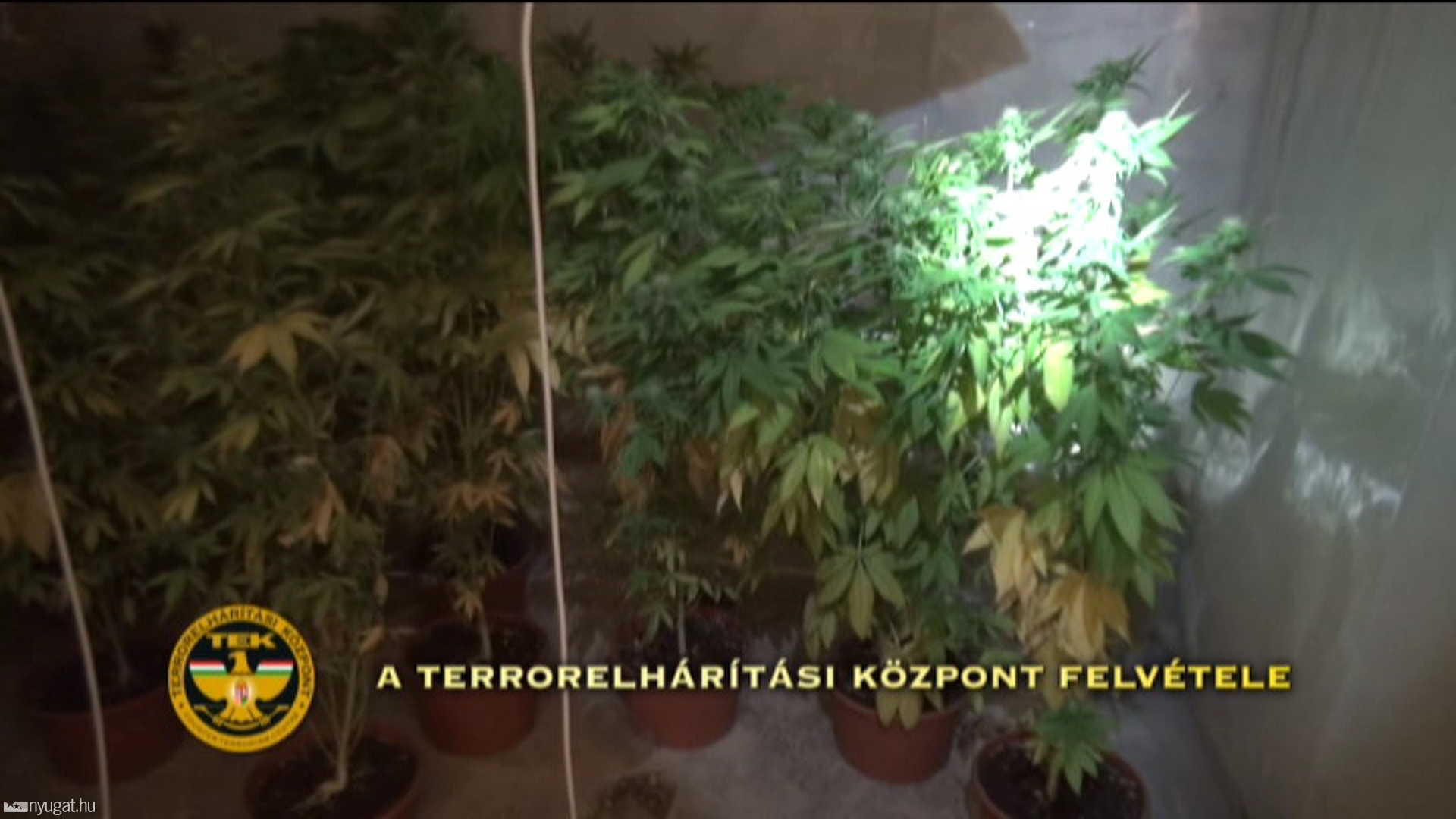 A pincében talált növények