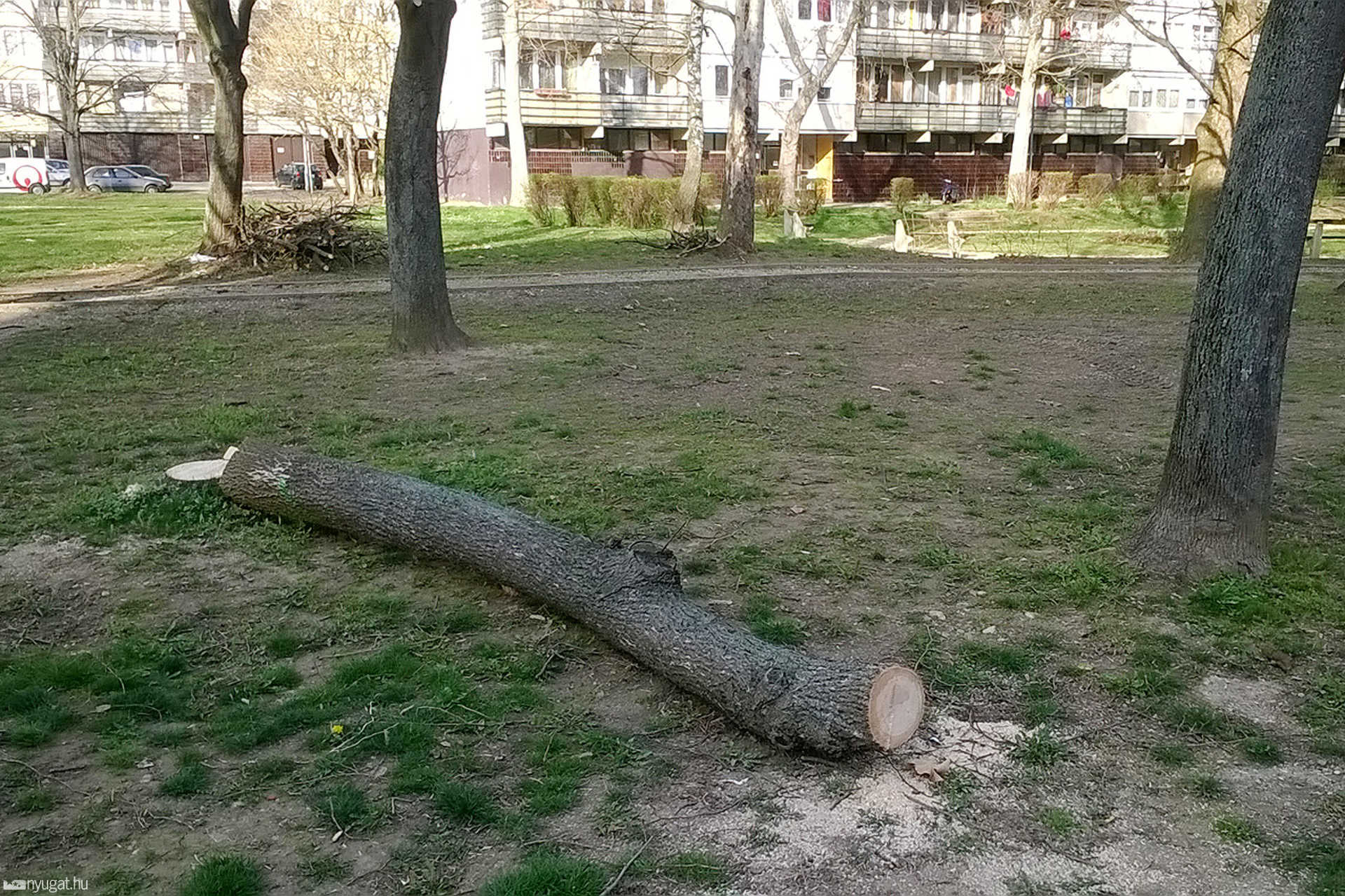 Fakivágás a Derkovits-lakótelepen