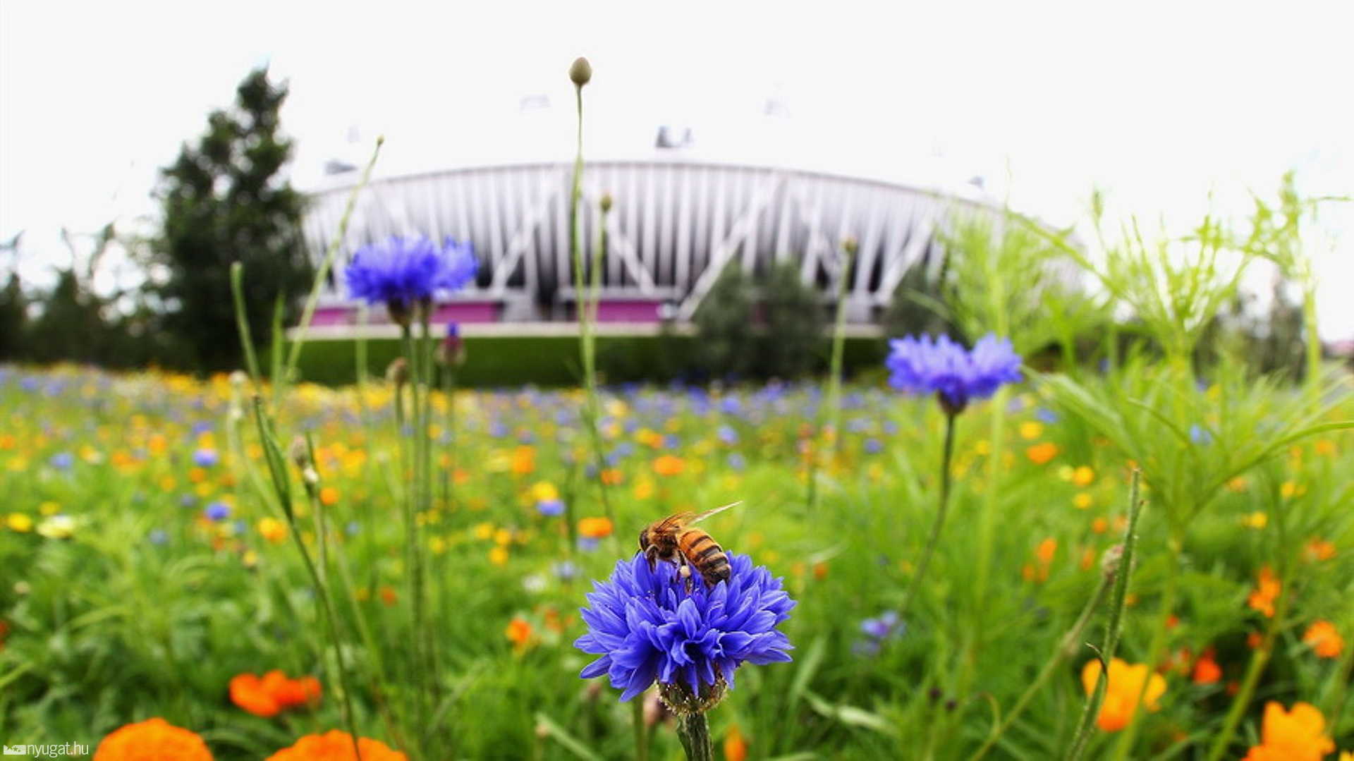 Olimpia, london, 2012