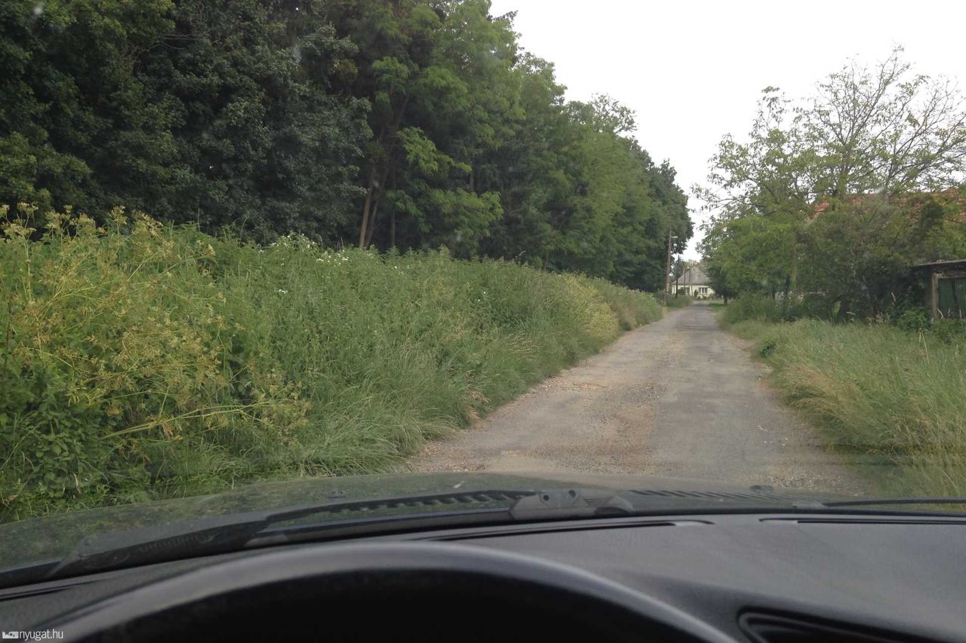 Parlagfű Táplánszentkereszten