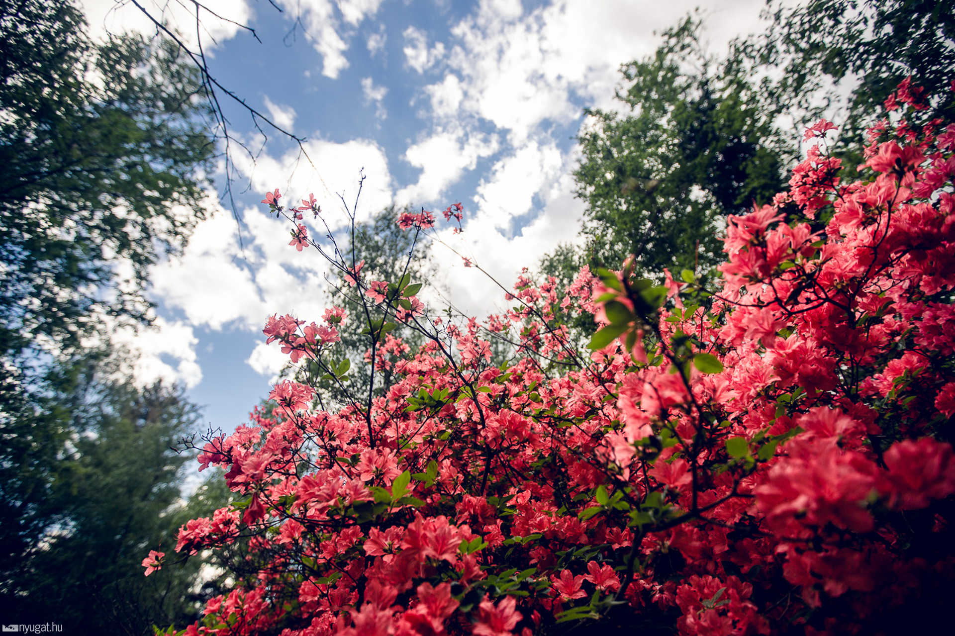 Virágzik a rododendron a Jeli Arborétumban