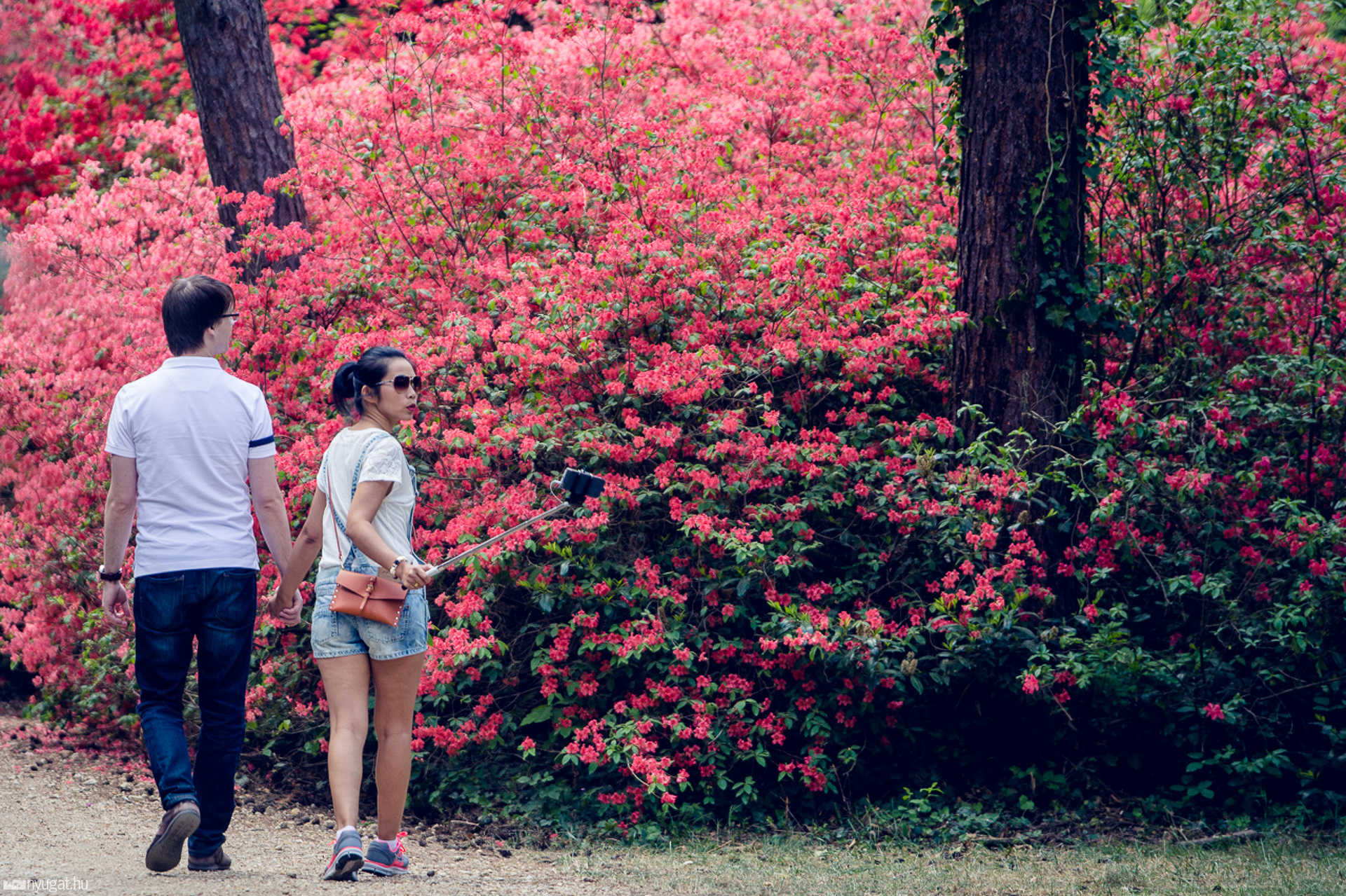 Virágzik a rhododendron a Jeli Arborétumban