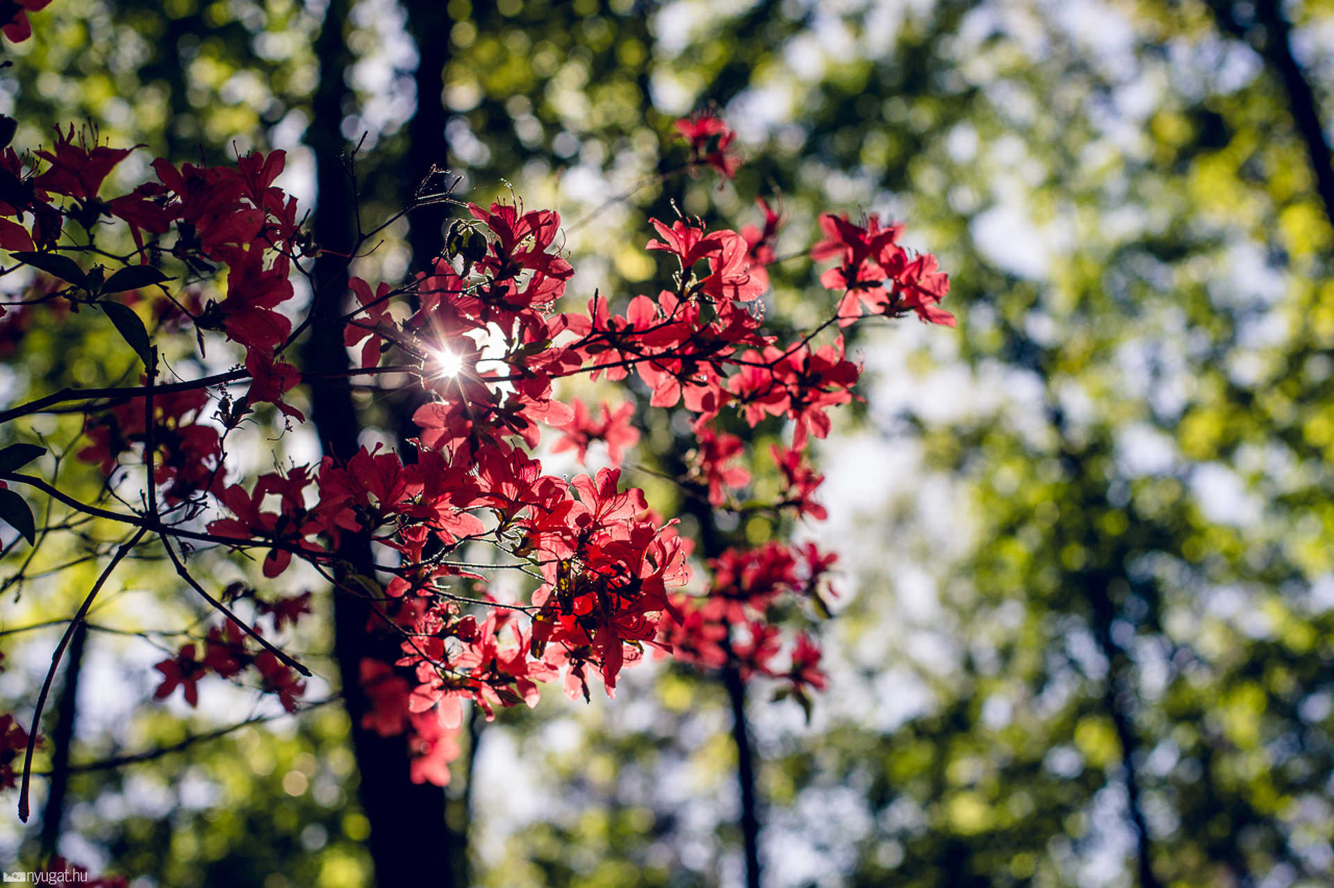 Virágzik a rhododendron a Jeli Arborétumban