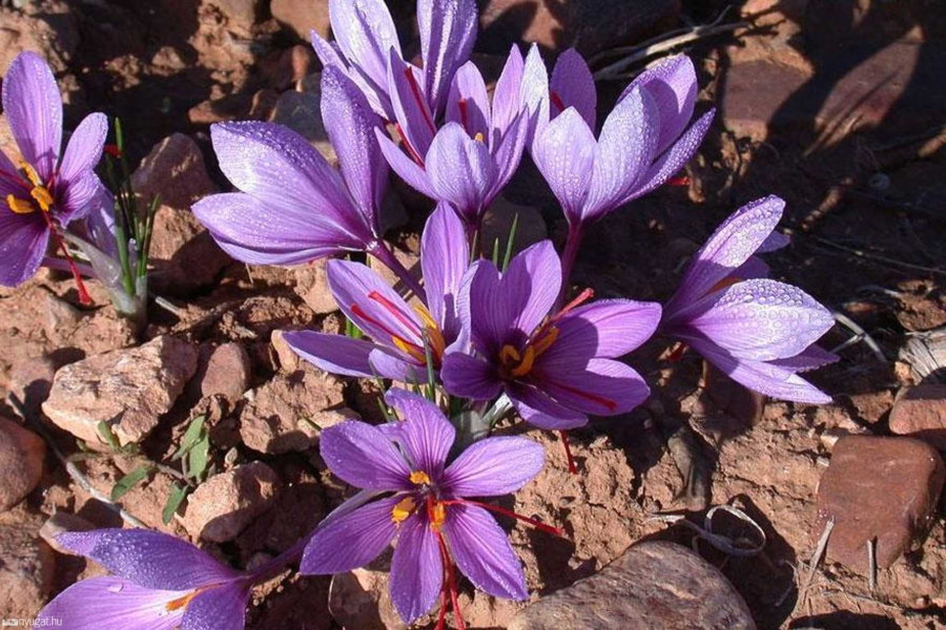 Что Такое Шафран Фото