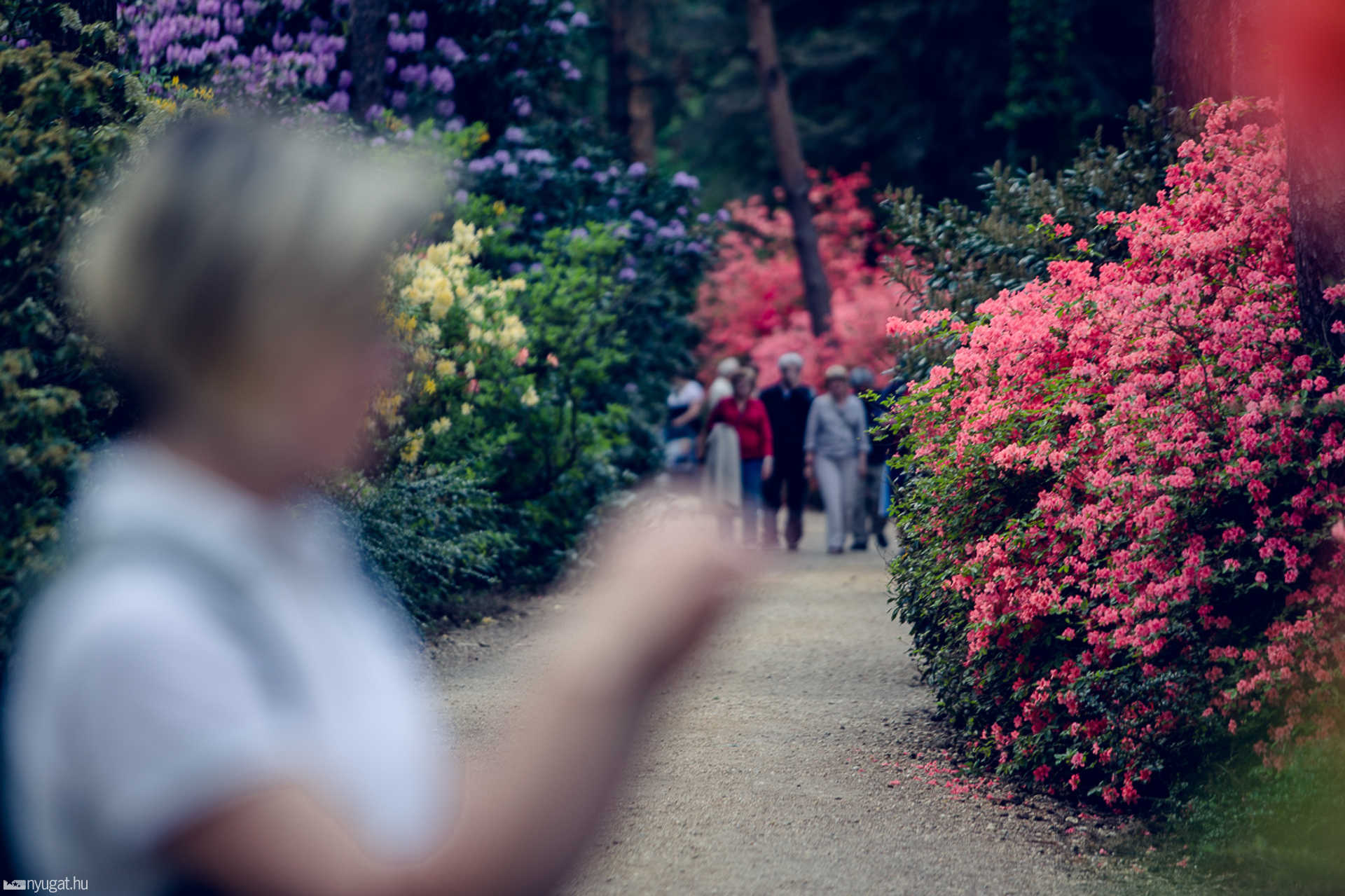 Virágzik a rhododendron a Jeli Arborétumban