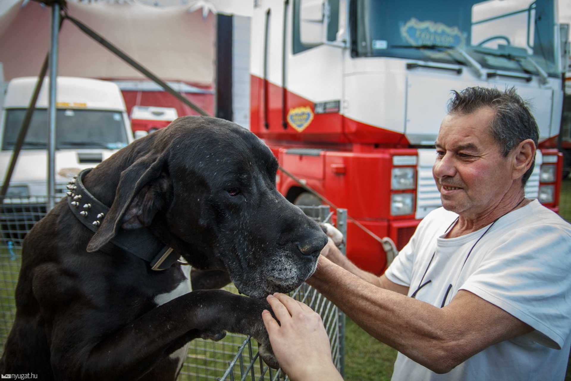 Cirkusz a város szélén - dán dog