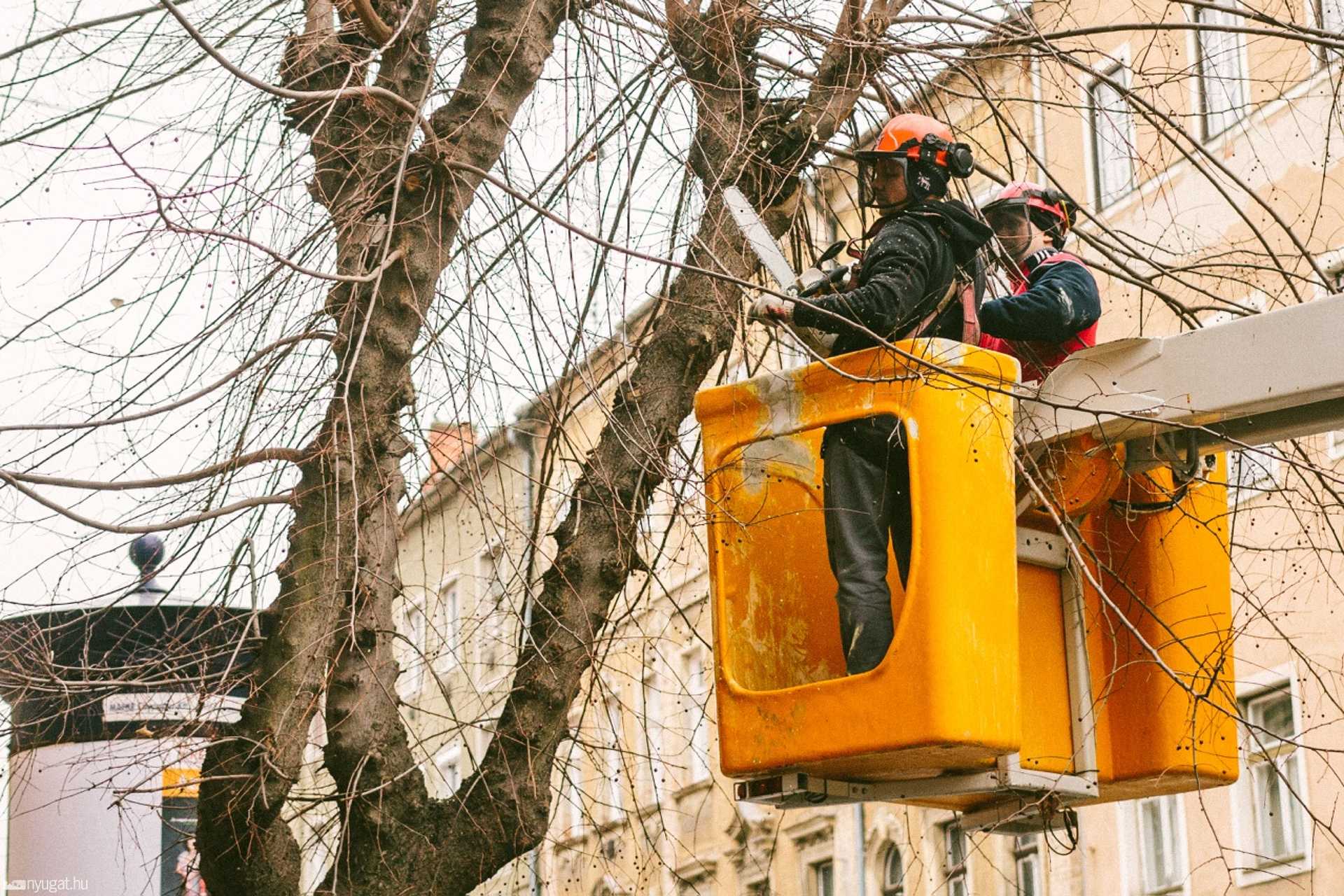 Fametszés a Király és a Széll Kálmán utcában