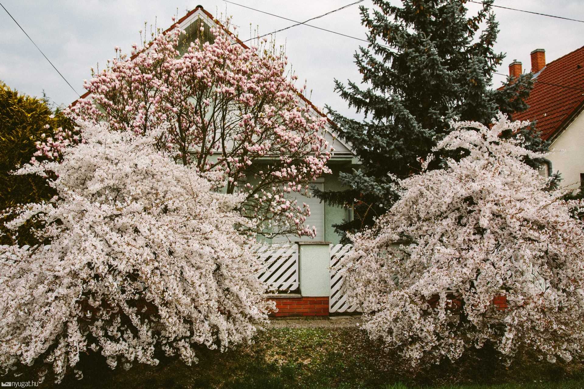 Tulipánfa - Szabó Imre utca