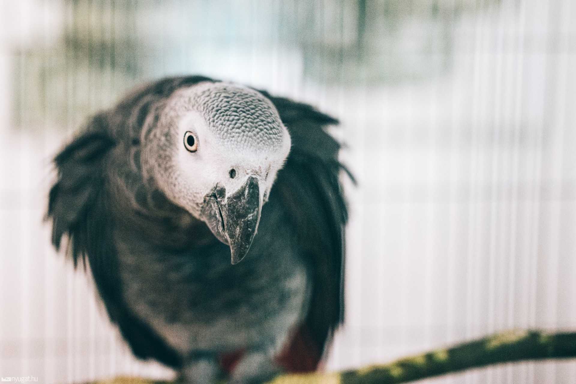 Díszmadár kiállítás