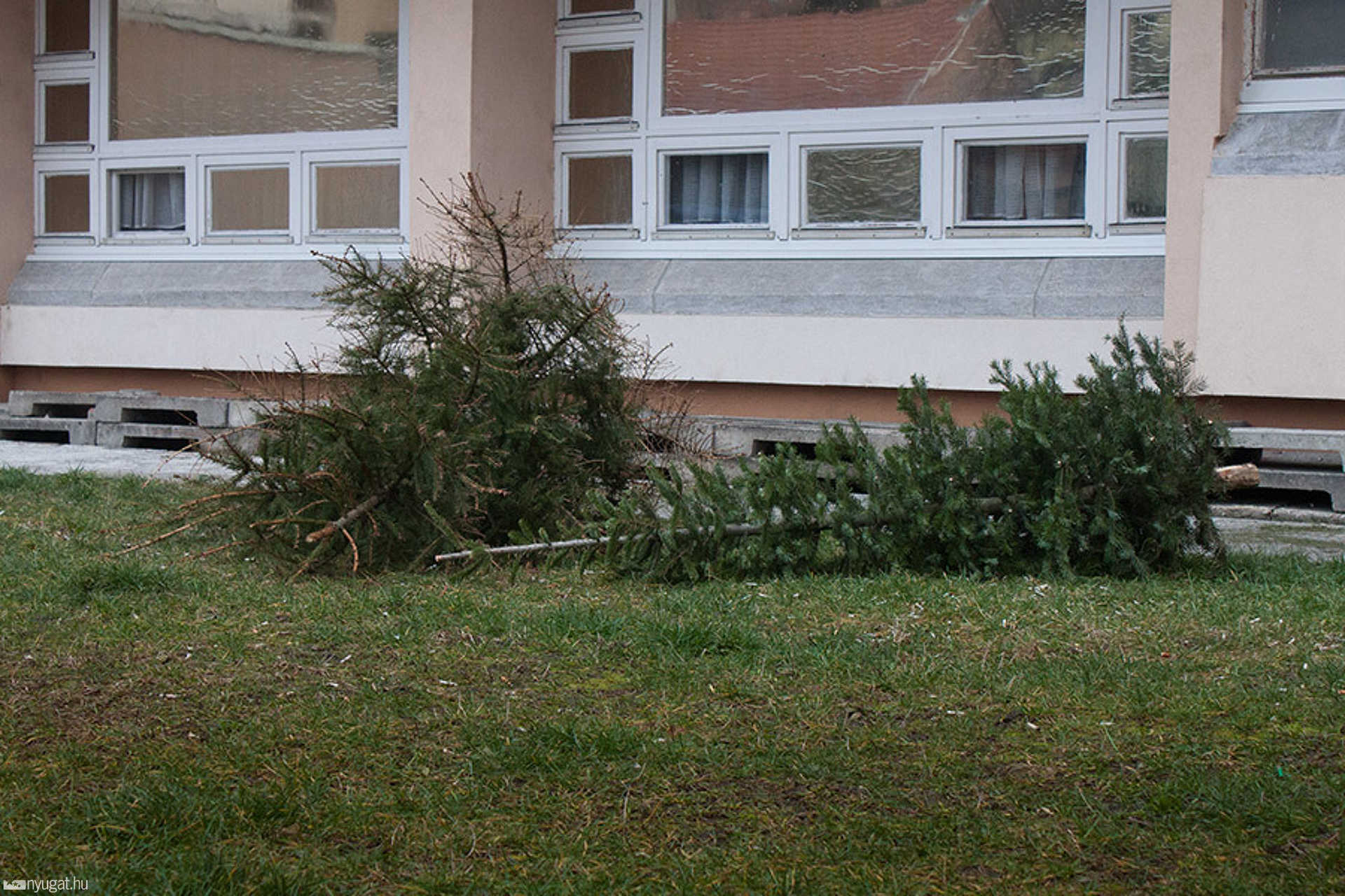 Kidobott karácsonyfák