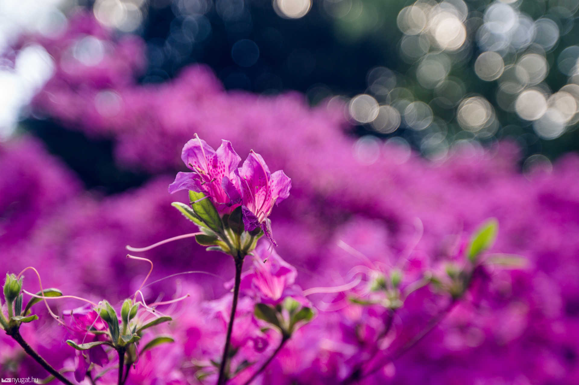 Virágzik a rhododendron a Jeli Arborétumban